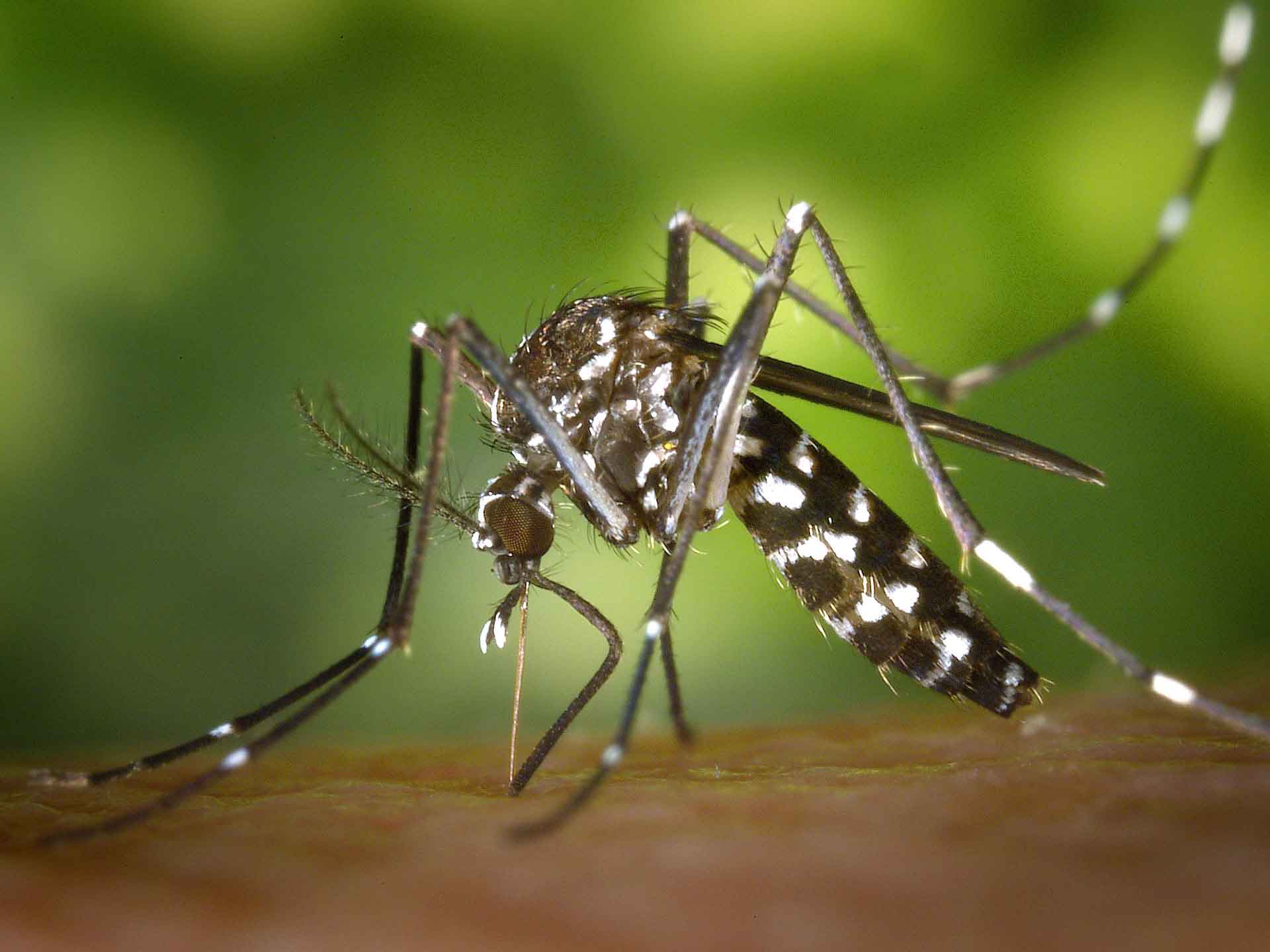Mosquito-borne diseases has threaten World Mosquito-borne diseases has threaten World